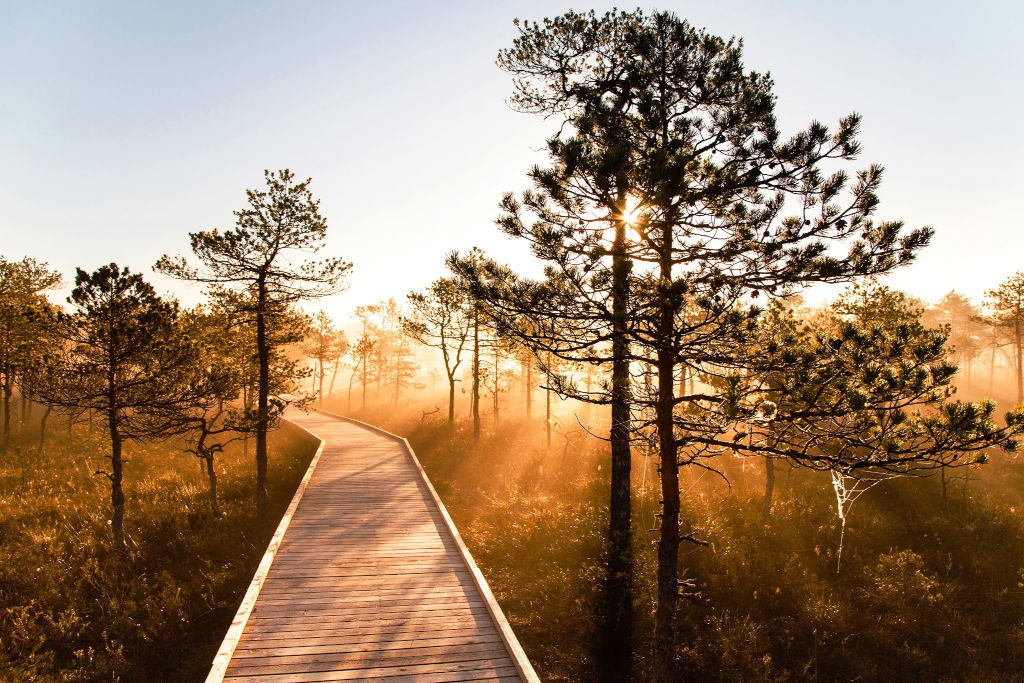 Meenikunno bog hike