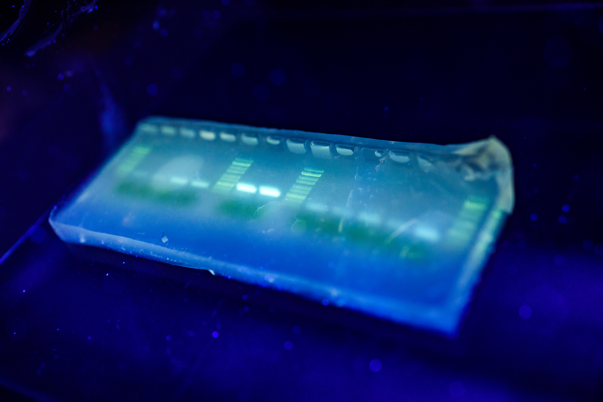 Mystical DNA Workshop