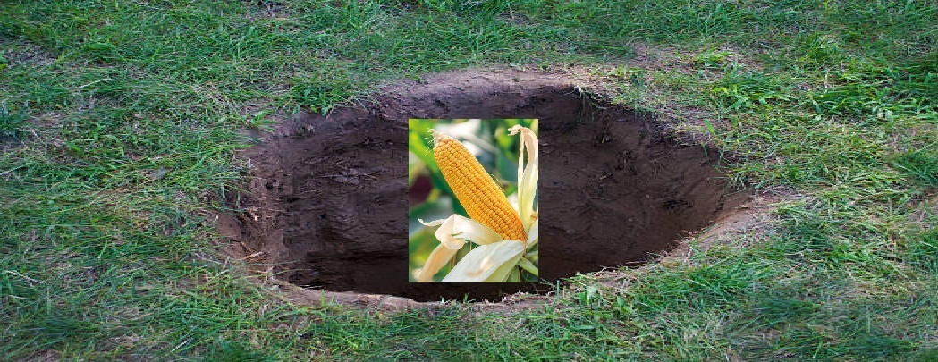 Maisiaugu turniir